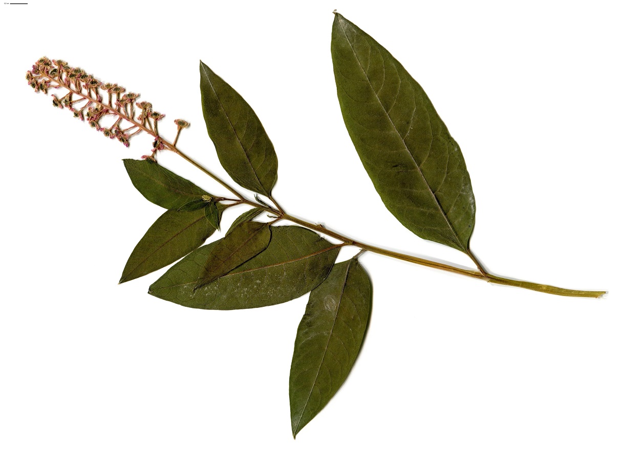 Phytolacca americana (Phytolaccaceae)